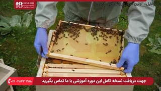 طریقه جمع آوری گرده از کندو زنبور عسل