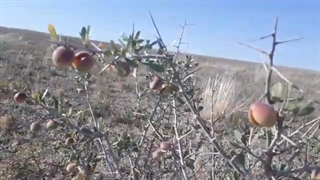 زردالو وحشی