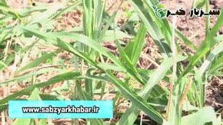 مبارزه با علف هرز