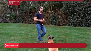 استفاده از چوب برای سرعت بخشیدن به فرمان - تربیت سگ