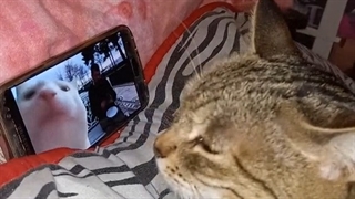 Challenge tik tok:گربه میخوام!