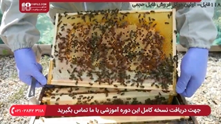 آموزش حرفه ای زنبورداری _ بازرسی هفتگی برای یافتن پروانه بزرگ موم خوار