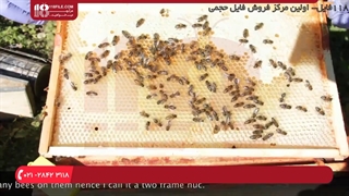 آموزش حرفه ای زنبورداری _ روش برخورد با زنبورهای بد رفتار