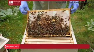 آموزش حرفه ای زنبورداری _ آشنایی با تغذیه کلنی ها