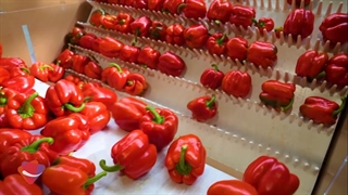 سورتینگ و بسته بندی محصولات آتاویتا ( گوجه فرنگی و فلفل دلمه ای )