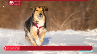 عکاسی - تکنیک های فوکوس