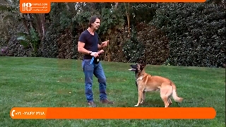 تربیت سگ - استفاده از اسباب بازی برای سرعت بخشیدن به اطاعت