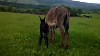 با شیر الاغ آسم خود را درمان کنید/09120132883/بهترین شیر در بین حیوانات