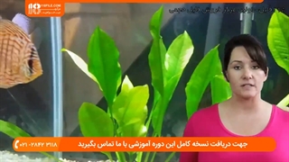 پرورش ماهی زینتی _ دلایل مردن ماهی ها در آکواریوم