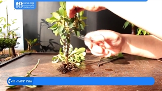 آموزش پرورش و نگهداری از بونسای پورتولا کاریا افرا