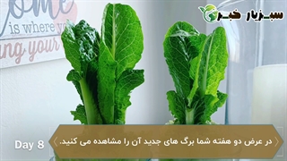 کاهو های مصرف شده خود را دور نیندازید!!