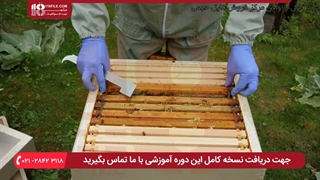 نقش مواد پروتئینی در تغذیه زنبور عسل