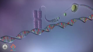 از DNA تا پروتئین