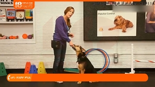 تربیت سگ - نحوه آموزش سگ به درازکشیدن