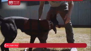 تربیت سگ - سه قانون برای صاحبان سگ جدید