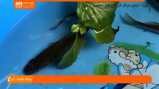 ماهی زینتی - درمان بیماری لکه سفید