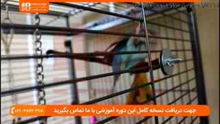 آموزش 10 روش تربیت طوطی در منزل