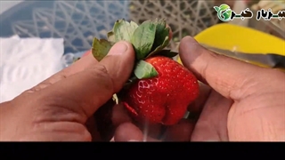 پرورش توت فرنگی در خانه