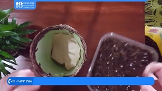 آموزش پرورش گل و گیاه  - د ګلانو او بوټو کښت کول | تعویض گلدان گیاه پالور پالم