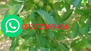 انواع‌نهال‌گردو‌موجود‌در‌نهالستان‌آرات(علیزاده)09372369466