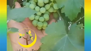 انواع‌نهال‌موجوددر‌نهالستان‌آرات(علیزاده)09372369466