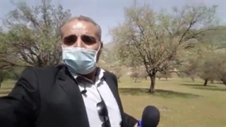 بلوط های لرستان سم پاشی شدند