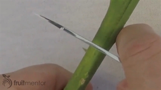 آموزش پیوند زدن وصله ای مرکبات