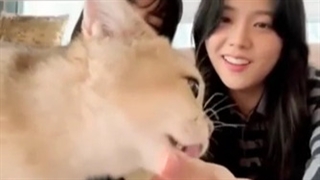 بازی لیسو با لئو