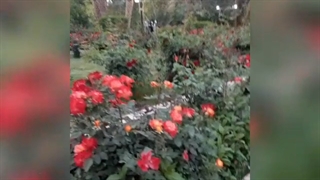 باغ گلشن طبس.بهار ۱۴۰۰