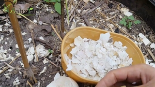 ساخت کود طبیعی با پوست تخمرغ