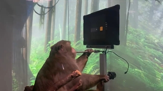 میمونی که به کمک تراشه ساخت نورولینک قادر به انجام بازی ویدیویی شده است!