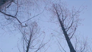 Never let you go_alexa