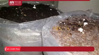 آموزش پرورش قارچ در منزل برای افراد مبتدی