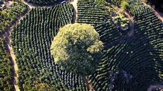 آشنایی با قهوه برزیل