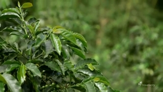 آشنایی با قهوه کلمبیا