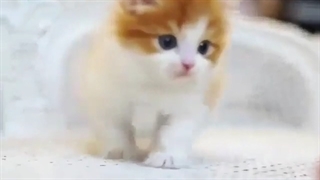 پیشی کیوت