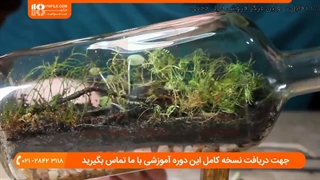 چگونه تراریوم مناسب برای کاکتوس و خزه بسازیم ؟