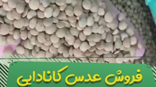 قیمت عمده عدس کانادایی ساسکن بار نو