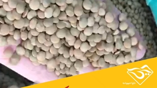 فروش عمده عدس کانادایی ساسکن بار نو