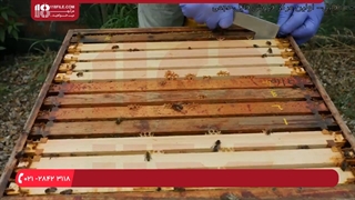 ویژگی های ظاهری نژاد زنبور عسل کارنیولان