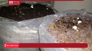 آموزش ترتیب پرورش قارچ در 8 مرحله