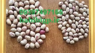 خرید لوبیا چیتی عمده خمین تازه