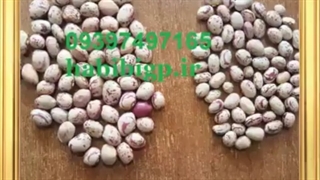 خرید لوبیا چیتی به صورت عمده تازه