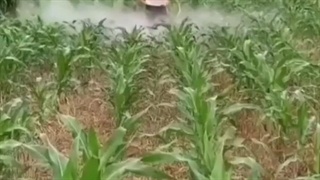 نهالستان‌آرات‌(علیزاده)09372369466