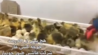 هچ بیش از 90 درصد جوجه کشی غاز با دستگاه های ماشین طیور