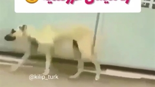 طنز خیلی باحال حیوانات