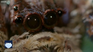 از تأثیر آفتاب بر بیماران کرونایی تا تلاش برای صحبت با عنکبوت‌ها