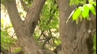 1387مزرعه خانیک