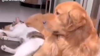 این دوتا منو یاد اروین و لیوای میندازن#-#