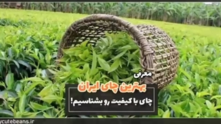 بهترین چای محلی شمال مال کجاست ؟!